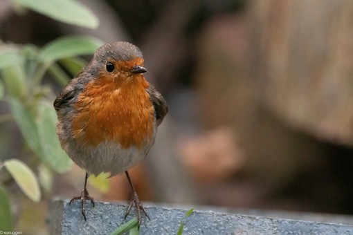Foto di Enrico Ruggeri