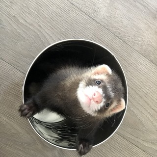 Petsfestival 2022: ma quante ne combina un furetto…