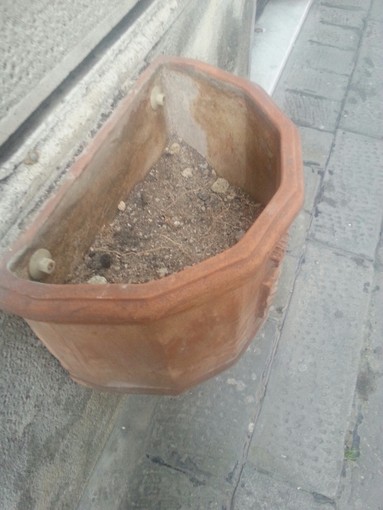 Furti di fiori a Finale: "Se continui a rubare le piantine a mia madre sarà l’unica cosa che potrai mangiare"