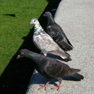 Savona: scherzo del primo aprile ai danni dei piccioni