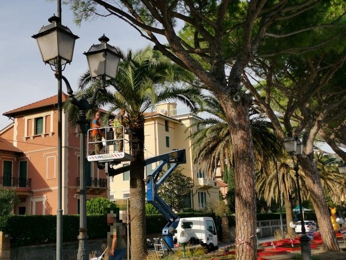 Alassio, potate le palme lungo la passeggiata "Ciccione" (FOTO) Alassio, potate le palme lungo la passeggiata "Ciccione" (FOTO)