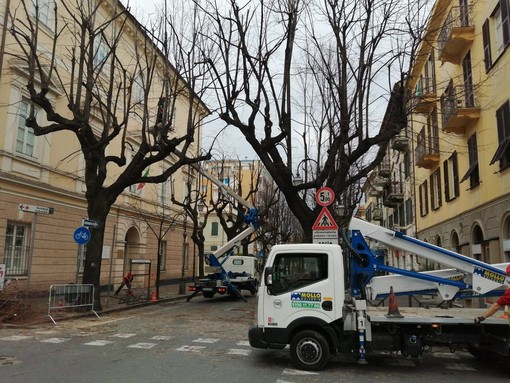 Albenga, avviata la potatura dei tigli in Viale Martiri (FOTO)