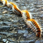 Pericolo processionaria, un'ordinanza del sindaco Russo per i privati proprietari di aree verdi