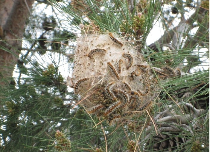 Spotorno dichiara guerra alla processionaria con un sistema innovativo: trattati 166 pini domestici Spotorno dichiara guerra alla processionaria con un sistema innovativo: trattati 166 pini domestici