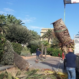 Palma si spezza e cade sulla passeggiata di Finale, Guzzi: "Piante tutte censite a settembre 2014, arbusto era sano"