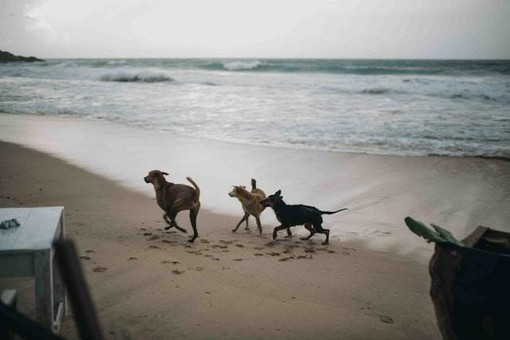 Pet Economy in vacanza: come gestire il budget per i nostri amici a 4 zampe Pet Economy in vacanza: come gestire il budget per i nostri amici a 4 zampe