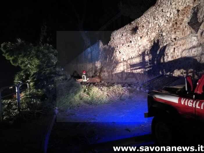 Pietra Ligure. Albero precipita su via della Cornice. Il vento l'ha sradicato dal cortile della scuola elementare (FOTO E VIDEO) Pietra Ligure. Albero precipita su via della Cornice. Il vento l'ha sradicato dal cortile della scuola elementare (FOTO E VIDEO)