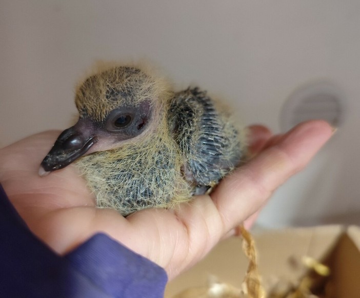 Mamma piccione abbandona i piccoli nel nido su un balcone : salvati e affidati al CRAS di Savona