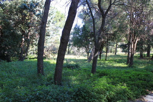 Lettera aperta di Roberto Nicolick: "Il parco Astengo del San Paolo di Savona, una opportunità" Lettera aperta di Roberto Nicolick: "Il parco Astengo del San Paolo di Savona, una opportunità"