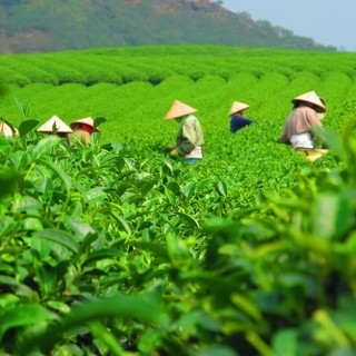 Coltivazioni di tè in Vietnam