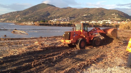 Albenga pulisce le spiagge dal legno alluvionale Albenga pulisce le spiagge dal legno alluvionale