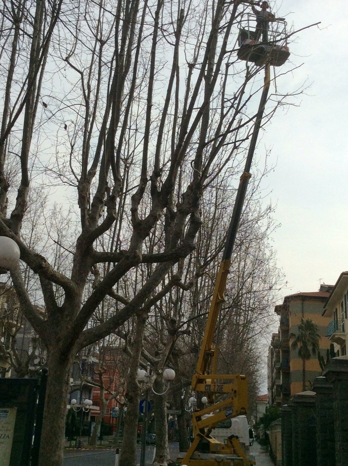 Albenga, proseguono i lavori di potatura degli alberi di Viale Italia