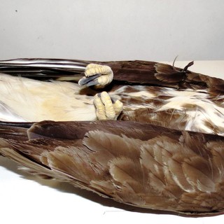 Savona, poiana muore nonostante il soccorso dell'Enpa