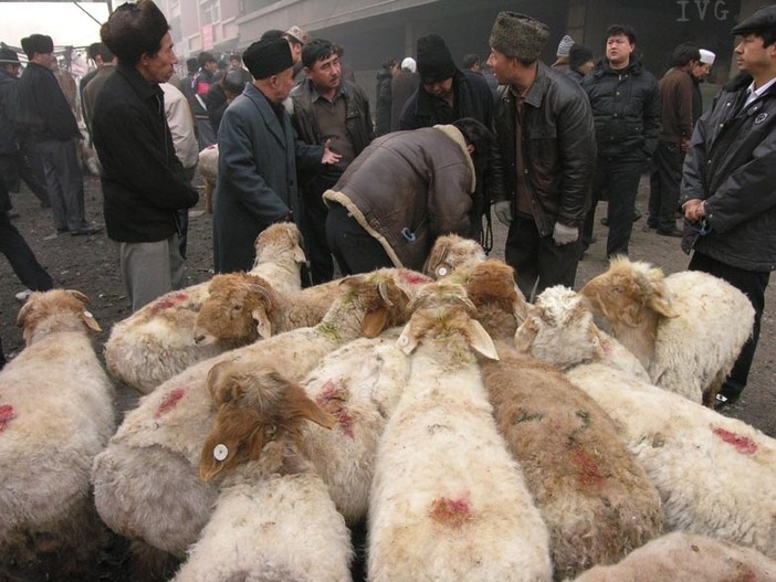 Albenga: scoperto morbo della mucca pazza in allevamento