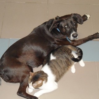 A Savona una cena in sostegno delle attività dell'Enpa