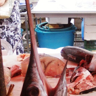 Fermo pesca per il pesce spada, Enpa "Meglio di niente"