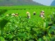 Coltivazioni di tè in Vietnam