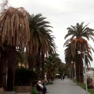 Fungo "fusarium": individuato il killer delle palme di Varazze