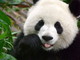 Un panda in Valbormida