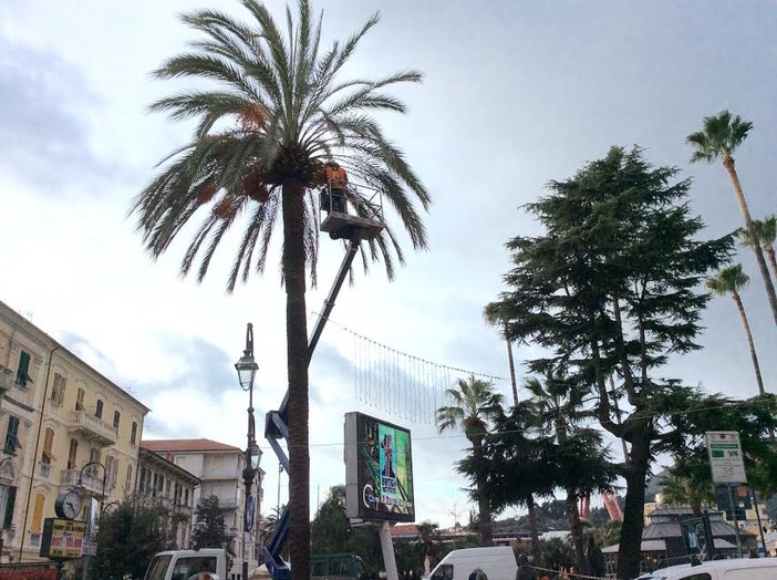 Ceriale: ultimati i lavori di messa a dimora di 6 nuove palme sul Lungomare Ceriale: ultimati i lavori di messa a dimora di 6 nuove palme sul Lungomare