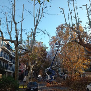 Albenga attenta al verde pubblico, potature in viale Italia (FOTO)