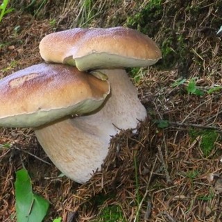 A Sassello ricerca di funghi nella Deiva e giornata delle bandiere arancioni