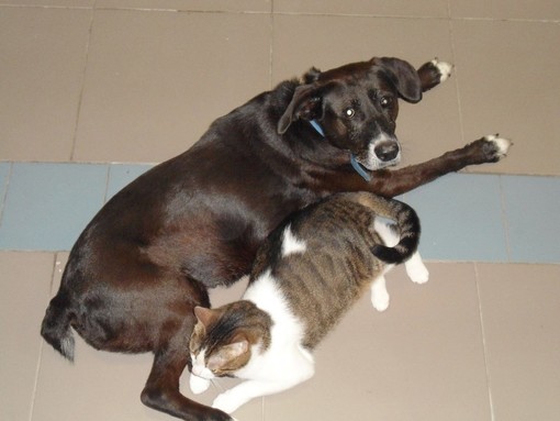 A Savona una cena in sostegno delle attività dell'Enpa