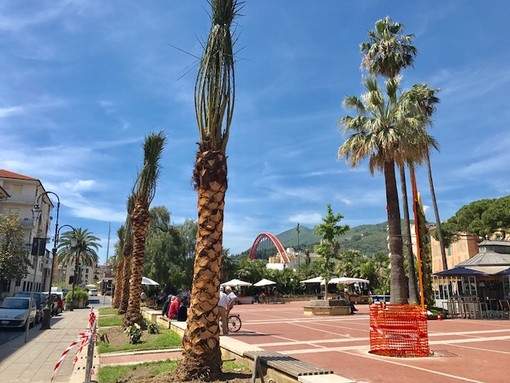 Albenga, vento forte nella giornata di ieri: il Comune mette in sicurezza le palme Albenga, vento forte nella giornata di ieri: il Comune mette in sicurezza le palme