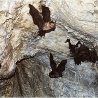 Varazze: a caccia di pipistrelli con l'ente parco del Beigua