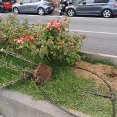 Danneggia alcune piante nelle aiuole ad Albissola: il responsabile beccato dalle telecamere Danneggia alcune piante nelle aiuole ad Albissola: il responsabile beccato dalle telecamere