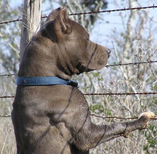 Albenga: pitbull uccide cane al campeggio, indagano i vigili Albenga: pitbull uccide cane al campeggio, indagano i vigili