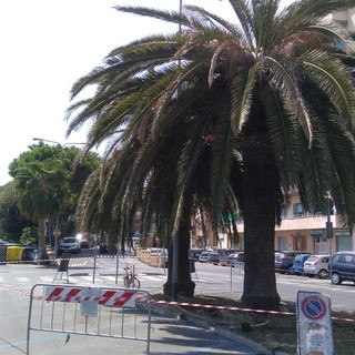 Allarme punteruolo rosso: in fase di abbattimento altre palme a Loano