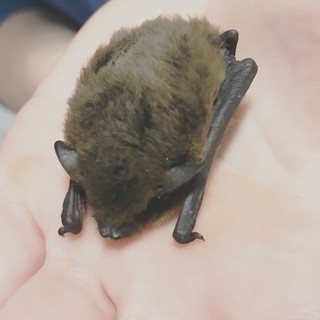 Savona, l'Enpa soccorre un pipistrello ferito