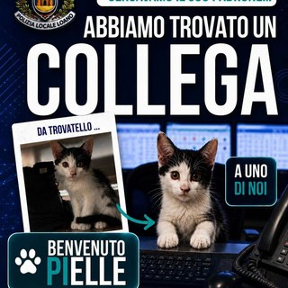 Loano, il gattino trovato in Campo Cadorna diventa la mascotte della Polizia Locale: "Benvenuto Pielle" Loano, il gattino trovato in Campo Cadorna diventa la mascotte della Polizia Locale: "Benvenuto Pielle"