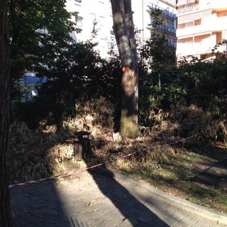 Albenga, alberi potati, ma i rami abbandonati a terra da oltre 2 settimane