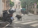 Cinghiali in centro città a Savona, il sindaco Russo alla Regione: "Fenomeno di dimensioni inaccettabili"