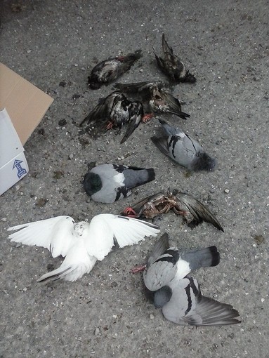 Laigueglia: strage di piccioni tra le vie cittadine