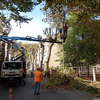 Mallare, potatura piante in viale Luigi Corsi