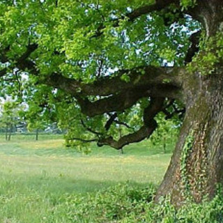 Sabato di festa ad Altare per i 25 anni dell'associazione "La Quercia"