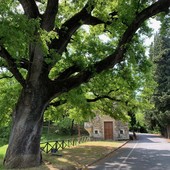 Garlenda, la Quercia Monumentale di San Rocco in pericolo: al via il piano per salvarla Garlenda, la Quercia Monumentale di San Rocco in pericolo: al via il piano per salvarla