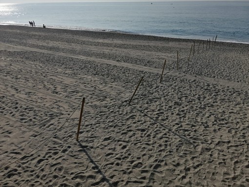 Finale, continua il monitoraggio per la nascita delle tartarughe: la spiaggia libera di San Donato chiusa dalle 22 alle 8