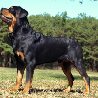 Borghetto S.S., rottweiler abbandonato in un appartamento per due settimane senza cibo nè acqua: salvato dalla Polizia Municipale