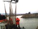Soccorso in mare per il recupero di un daino Soccorso in mare per il recupero di un daino