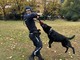 Savona, Rey e il fiuto che non sbaglia mai, per il cane poliziotto quattro giorni intensi di formazione