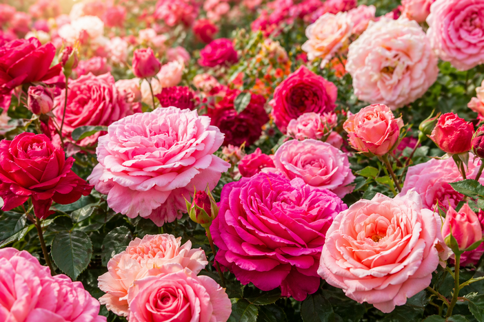 Albenga, visita speciale tra le rose del giardino botanico "I Fiori nel Cuore"