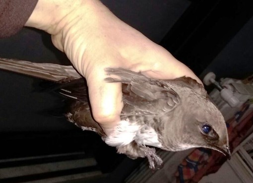 Savona, l'Enpa soccorre un raro rondone maggiore Savona, l'Enpa soccorre un raro rondone maggiore