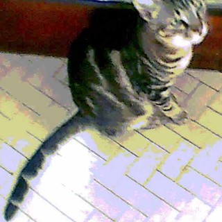 Enpa, gattino maltrattato cerca una nuova casa Enpa, gattino maltrattato cerca una nuova casa