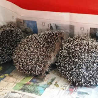 Emergenza ricci in Liguria: diversi gli interventi dell'Enpa