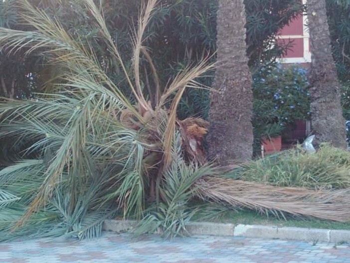 Albenga, crolla una palma sotto i colpi del punteruolo rosso. Alberi "seviziati" dal parassita anche a Pietra Ligure