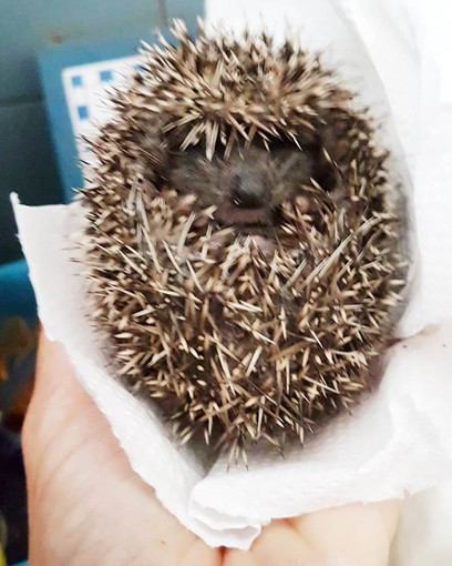 I volontari della Protezione Animali salvano un riccio per strada a Stella (VIDEO) I volontari della Protezione Animali salvano un riccio per strada a Stella (VIDEO)